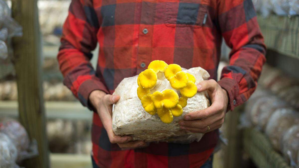 Eric McClam, co-owner of City Roots farm in Columbia, holds mushrooms grown at the farm.