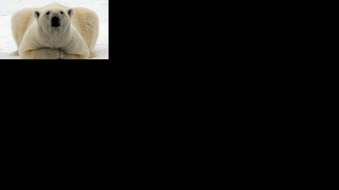 Polar bears are now on the Endangered Species list