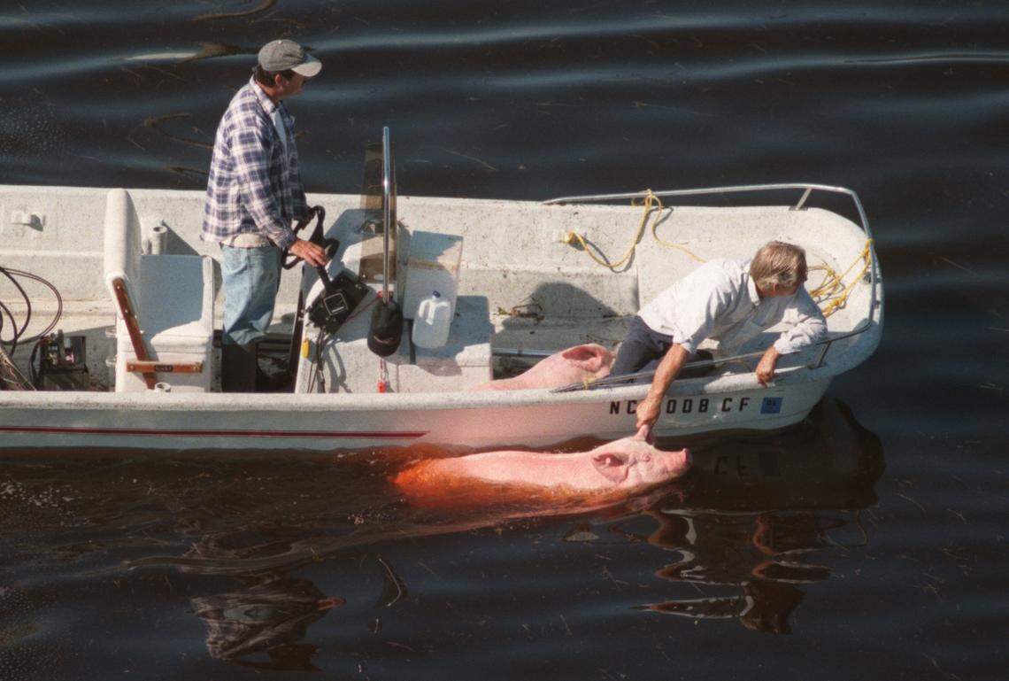 A farmer rescues a hog from drowning at a hog farm approximately 10 miles south of Trenton, NC. Hogs had climbed on top of their swine barn as flood waters from the Neuse River rose after the passage of Hurricane Floyd in 1999.