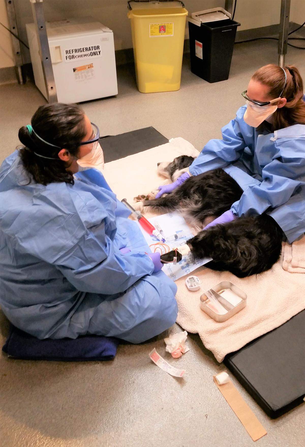 Veterinary technicians administering chemotherapy at Veterinary Medical and Surgical Group in Ventura, California.
