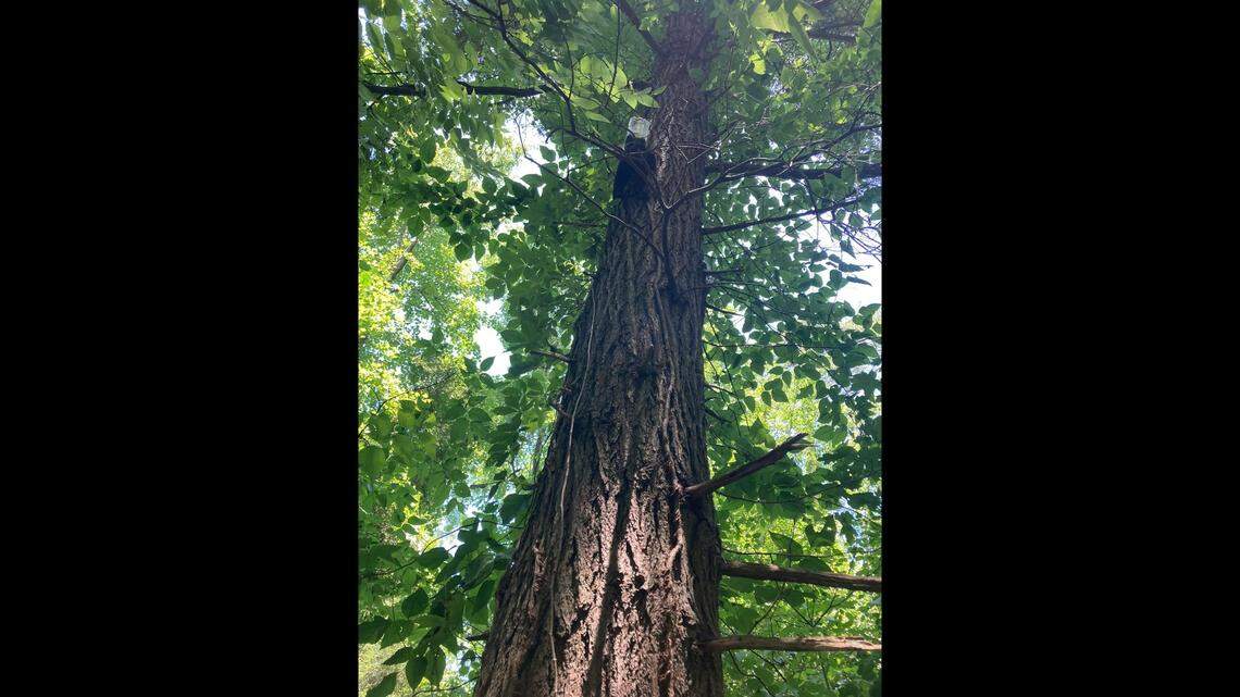 A black bear cub is shown in this June 20, 2022, photo.