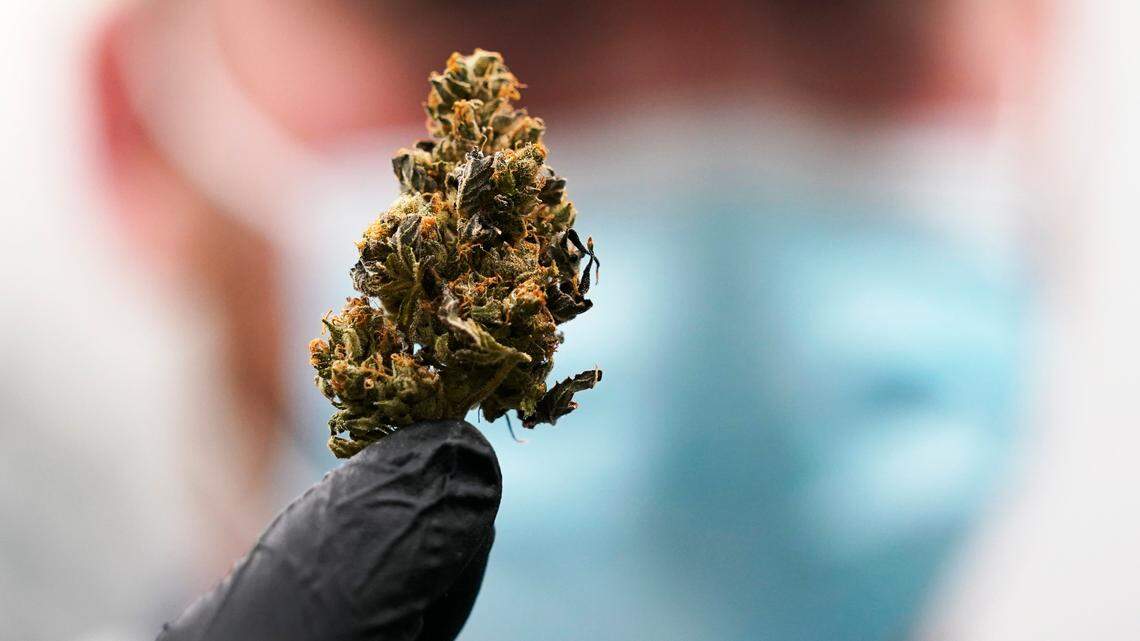 A new review suggests that marijuana use might impact the brain’s ability to think, plan and remember information.