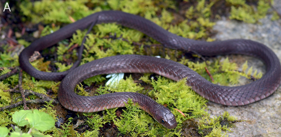 Rhabdophis hmongorum, or the H’mong keelback snake, sitting on a rock.