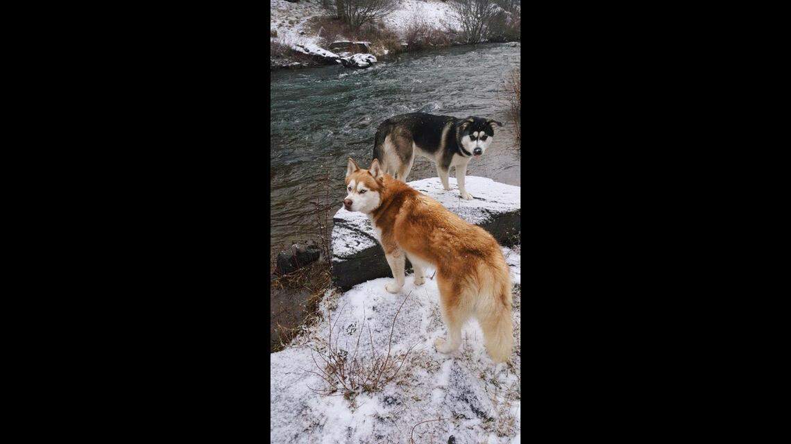 Mateo, a red Siberian husky (front) and Maverick, a husky and Labrador mix are pictured.