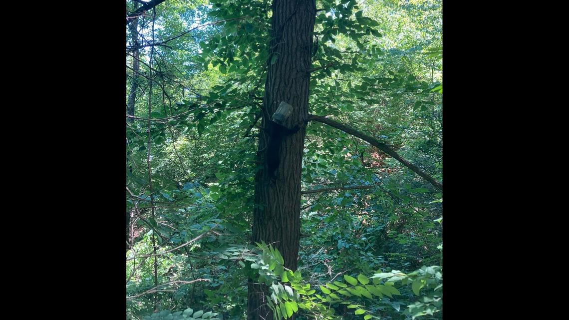 A black bear cub was spotted with a plastic container lodged on its head on June 13, 2022, in the Covered Bridge Resort in Sevierville, wildlife officials said. The bear was eventually freed from it.