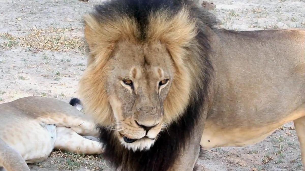
FILE - In this image takem from a November 2012 video made available by Paula French, a protected lion known as Cecil strolls around in Hwange National Park, in Hwange, Zimbabwe. 
