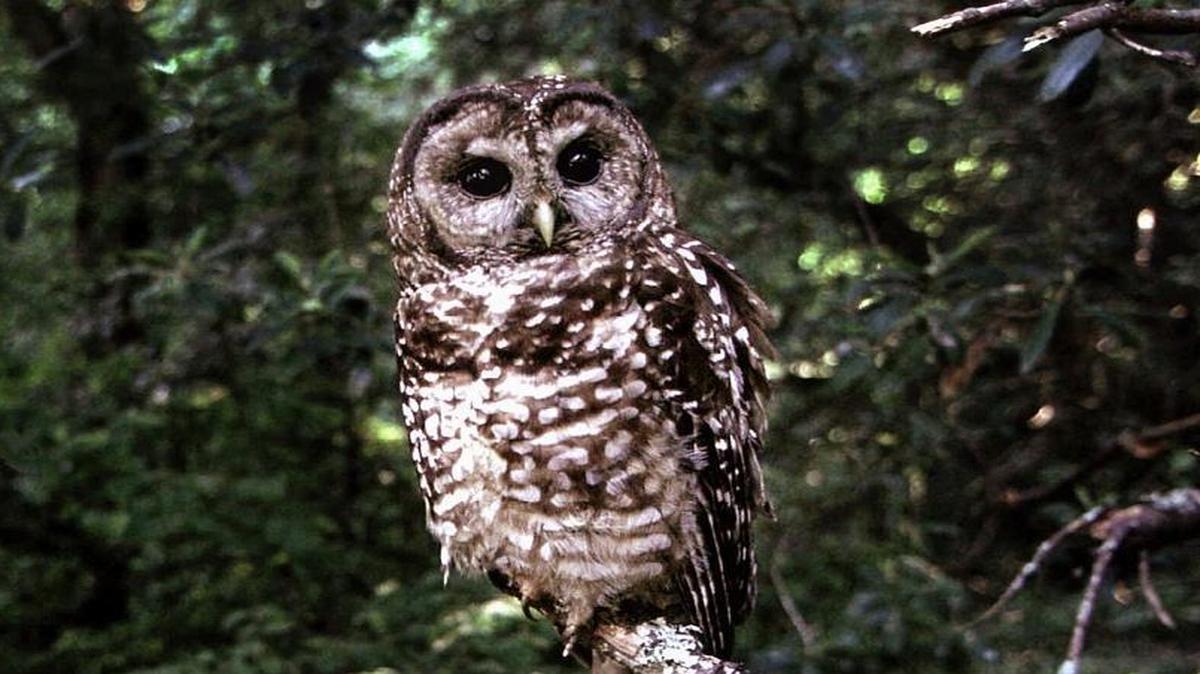 In this June 1995 file photo a northern spotted owl sits on a branch in Point Reyes, Calif.