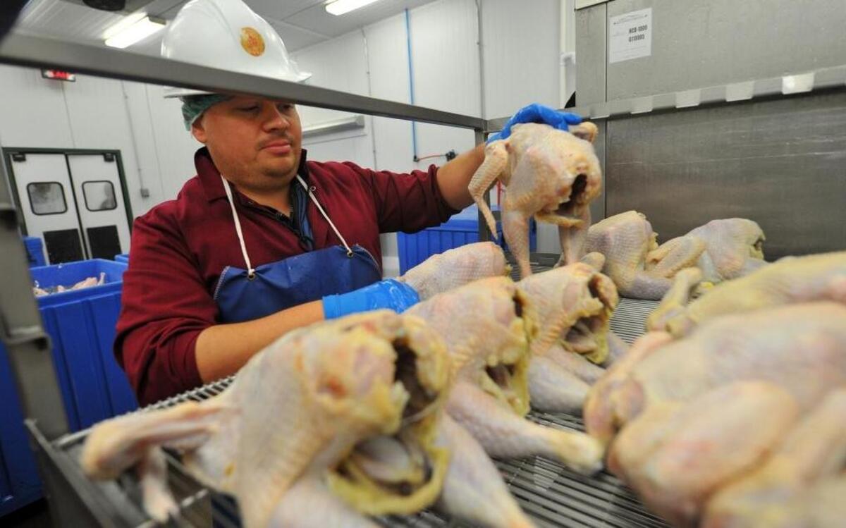Poultry inspector Hamilton Cook inspects chickens at the White Oak Pastures processing plant in Bluffton, Georgia, July 18, 2012.