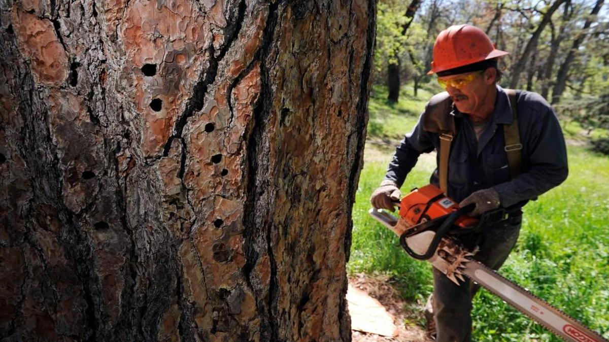 A dying Ponderosa pine is felled in the Sierra National Forest earlier this year.