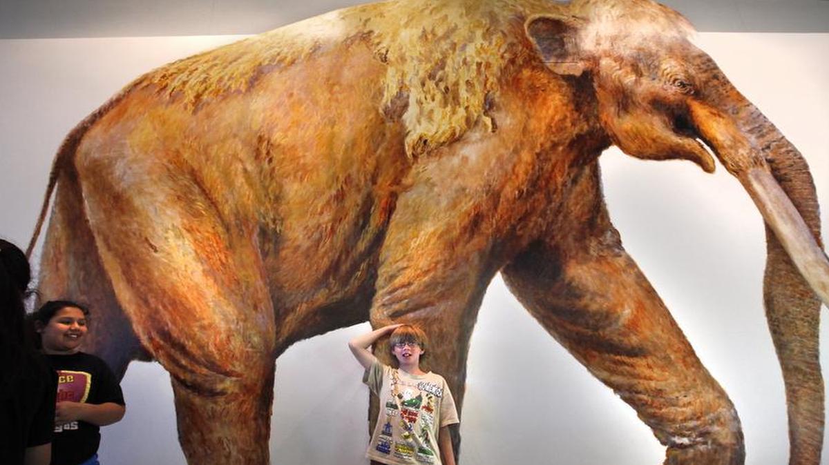 
Jacob Jean measures his height compared to a mural of a mammoth during their field trip to the Waco Mammoth Site in Waco, Texas, on May 3, 2011. The city has operated a five-acre site as a park and excavation site where the remains of the extinct Colombian Mammoth were first found in 1978. The Colombian Mammoth, a vegetarian giant, the largest of all mammoth species, which weighed as much as 10,000 lbs. The site includes a so-called nursery herd of fossils of young mammoths. The Colombian mammoth lived 10,000 to 1 million years ago. As of Friday, the president declared the site, which includes a visitor center, to be a National Monument which will be operated jointly with the National Park Service.
