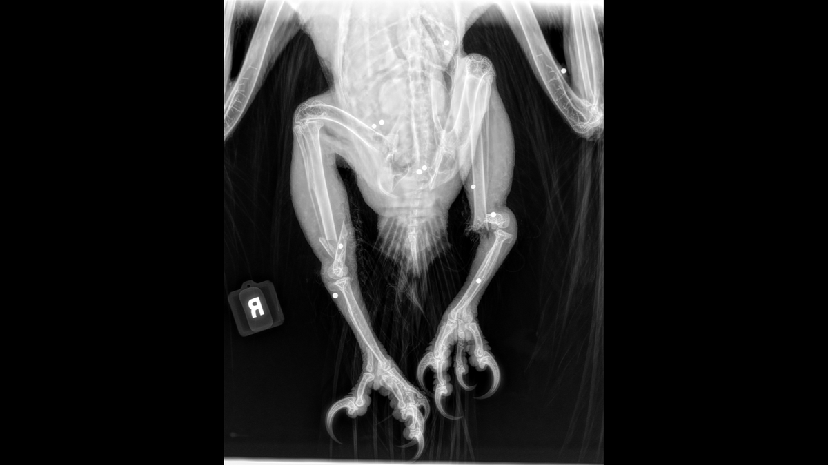 An X-ray shows the steel BBs in the bald eagle’s body.