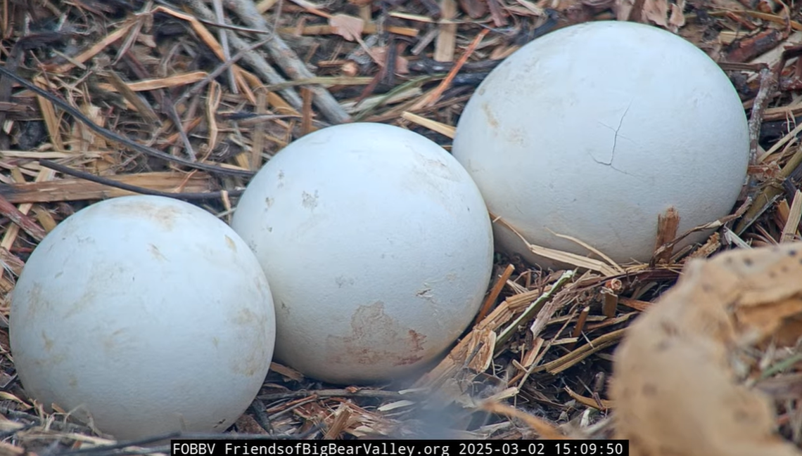 The first egg is seen hatching March 2 at 3:09 p.m.