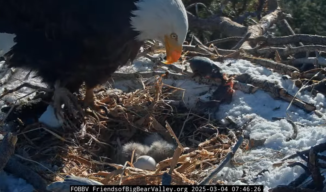Shadow is seen looking down at his two babies at 7:46 a.m. March 4.