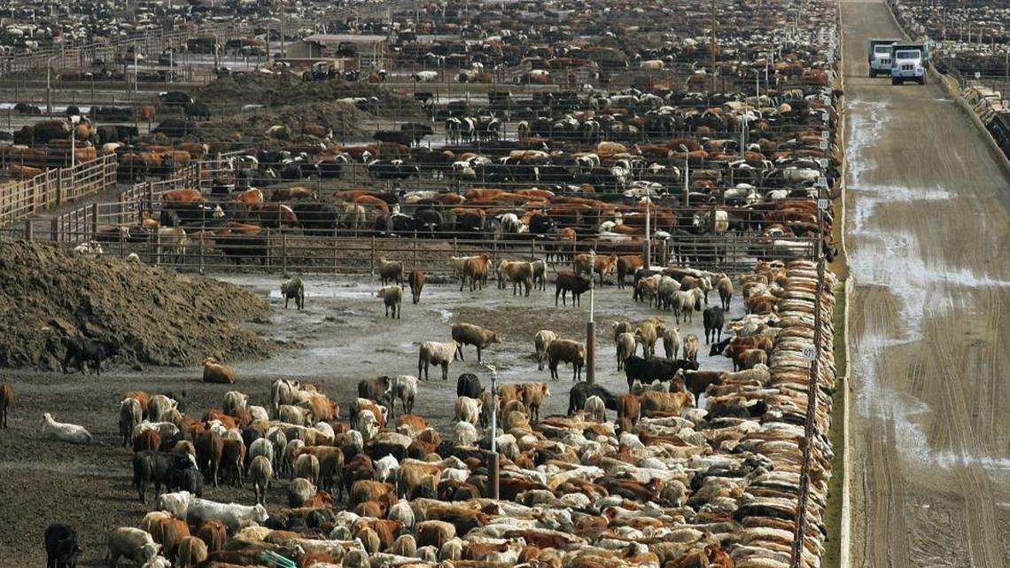 Herds of cattle fill the pens at Harris Ranch farms in Coalinga, Calif. in this Jan. 25, 2008 file photo.