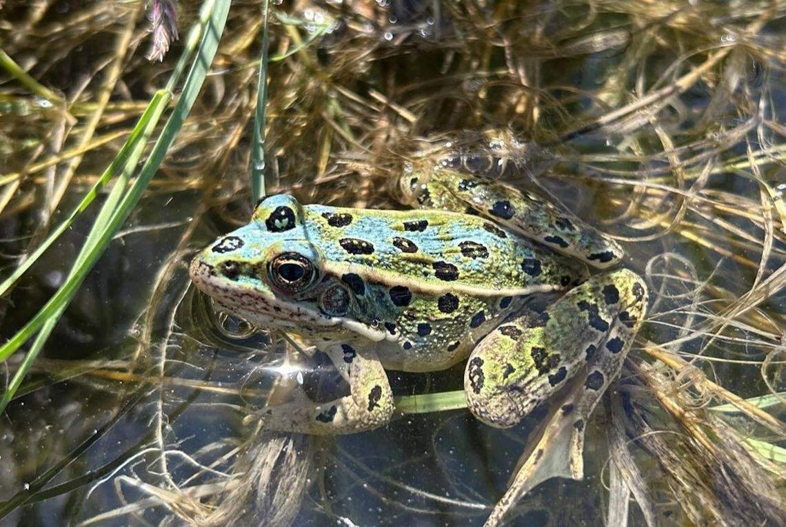 A northern leopard frog was seen with blue coloring on its head and back.