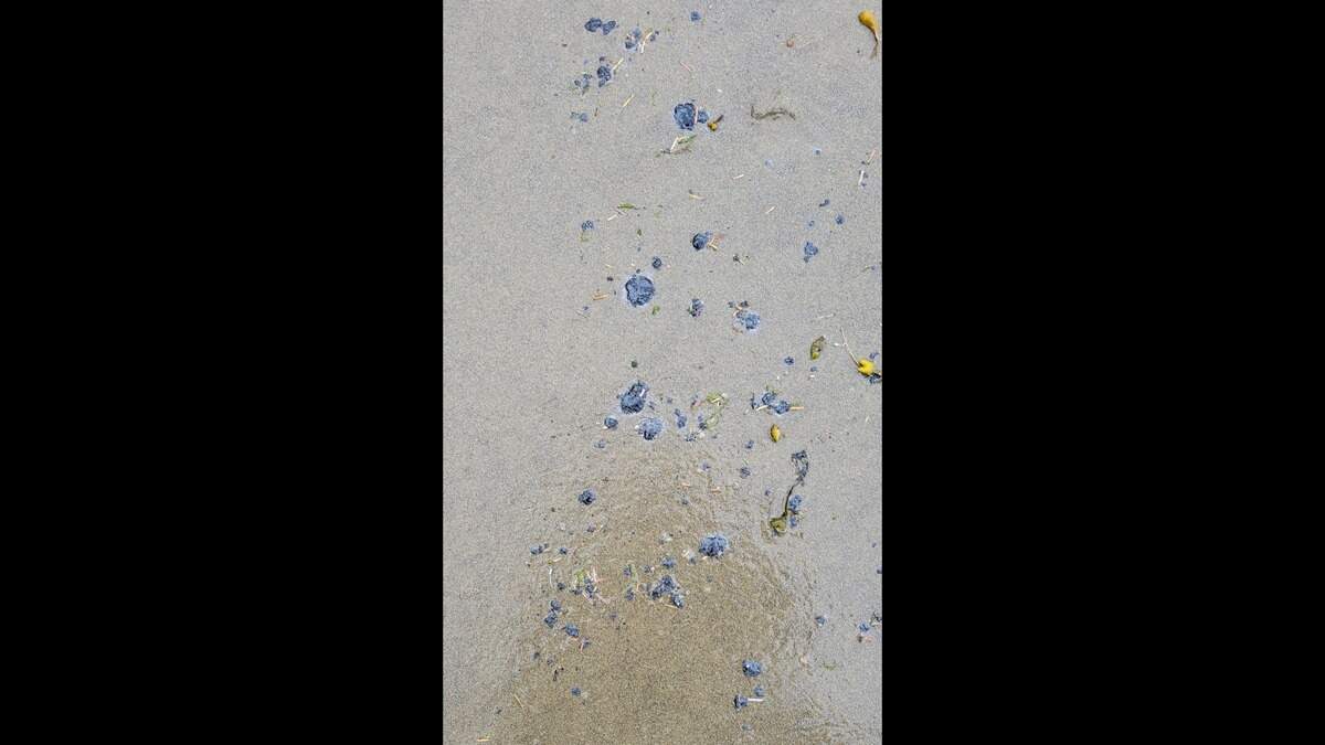 Tar patties were found May 24 on a beach near Cape Lookout in Oregon.
