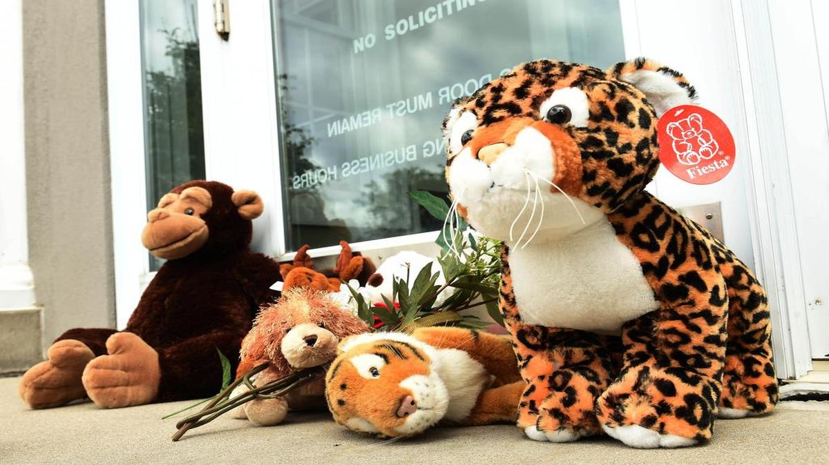 
Stuffed animals adorn the doorstep of Dr. Walter Palmer's River Bluff Dental office in Bloomington, Minn., Tuesday, July 28, 2015. Palmer, accused of illegally killing a protected lion in Zimbabwe, said Tuesday that he thought everything about his trip was legal.
