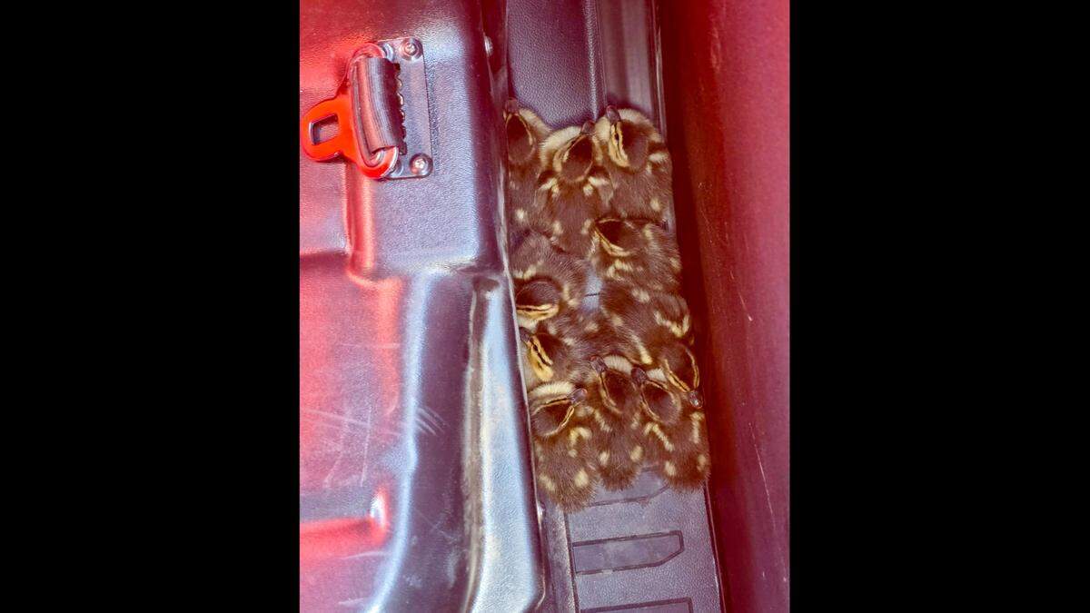 Nine ducklings are pictured.