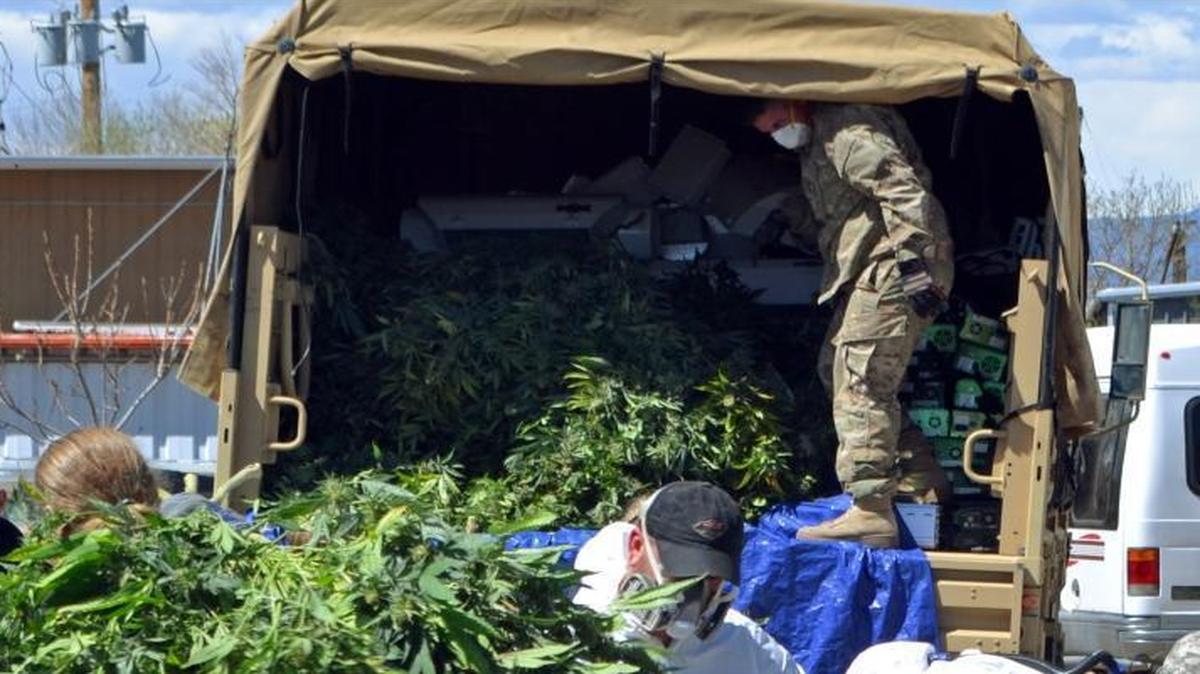 Investigators load marijuana plants onto a Colorado National Guard truck outside a suspected illegal grow operation in north Denver last year. Large numbers of Chinese nationals have been arrested recently in raids on marijuana grow houses in California, Colorado and other states.