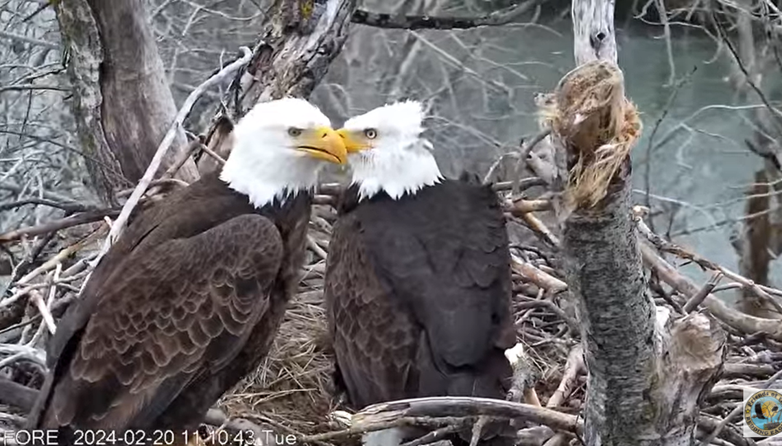 Liberty and Guardian are seen in the nest Feb. 20 with the two eggs.