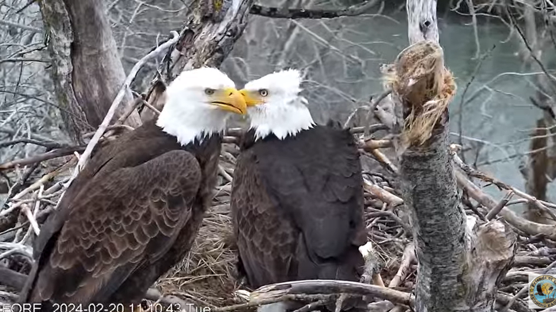 Liberty and Guardian are seen Feb. 20 in the Redding, California, nest.