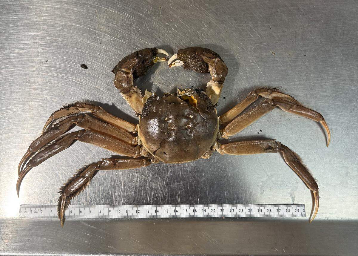 This photo shows the Chinese mitten crab the fisherman caught.
