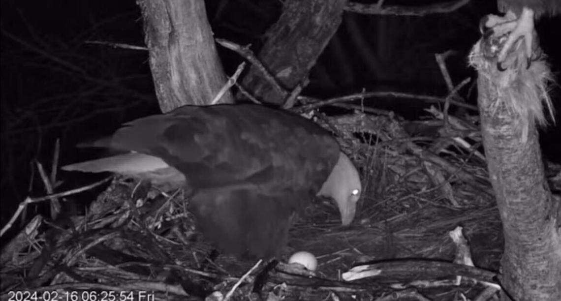 Guardian has his first moment with the first egg Feb. 16. Liberty’s talons are visible on the right side of the image.