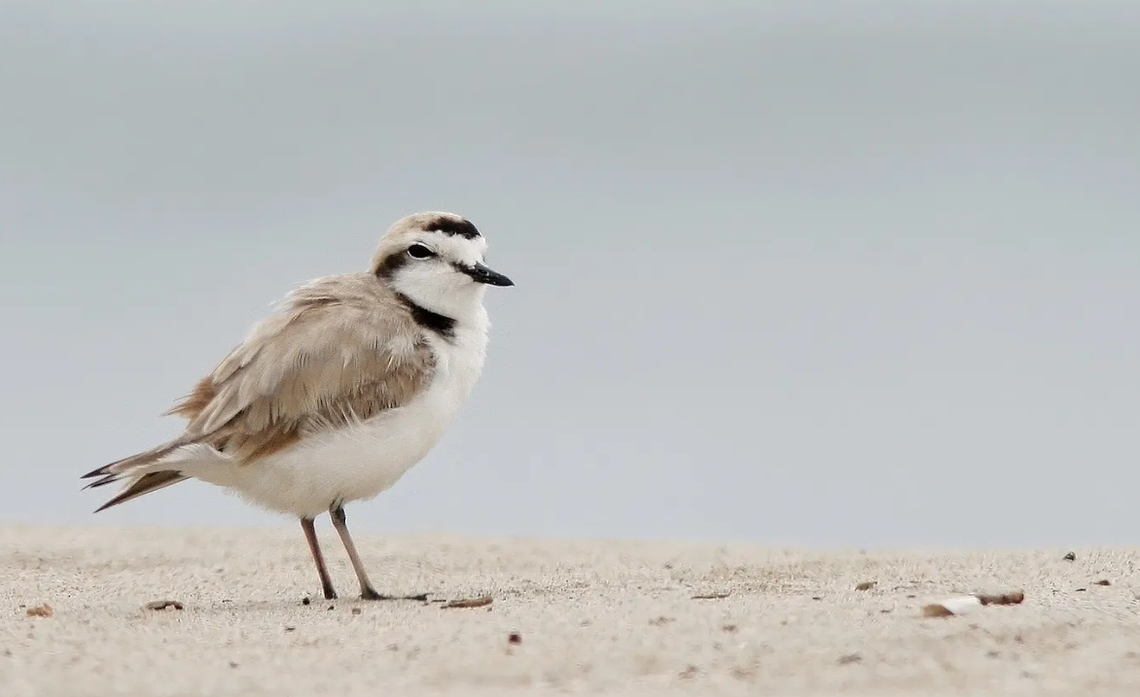 Western snowy plovers have brown or grayish coloring with a white underside and a black bill.
