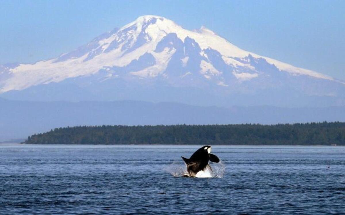 An orca whale breaches in view of Mount Baker, some 60 miles distant, in the Salish Sea in the San Juan Islands, Wash. In 2013 President Barack Obama signed an order that designated roughly 1,000 acres of land on the islands as a national monument.