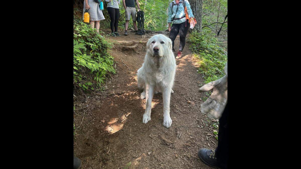 The Great Pyrenees is pictured on the trail.