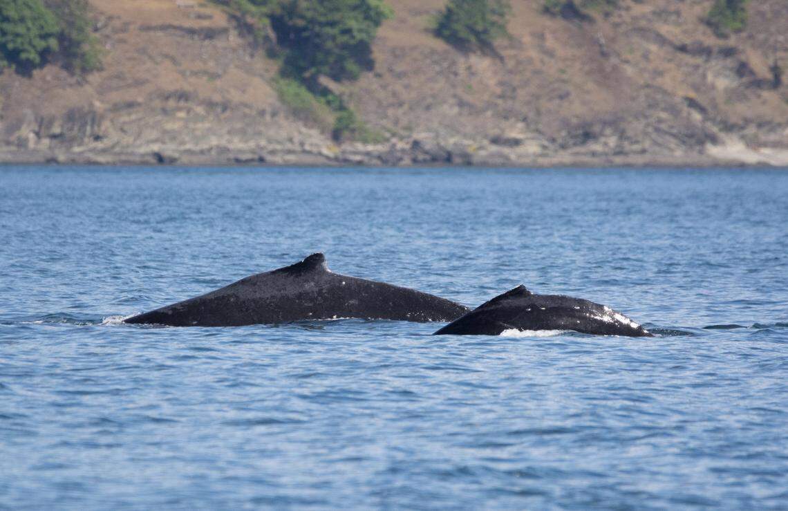 Big Mama is pictured with her calf.
