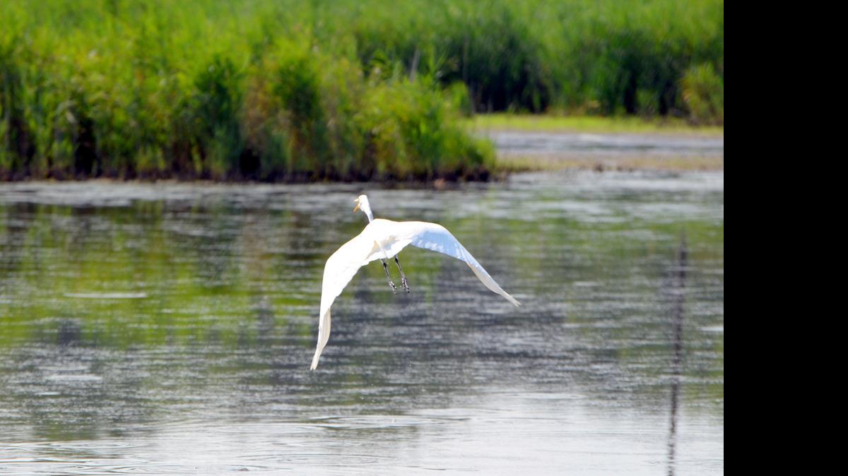 
A great egret flies above a pond near the Delaware waterway known as Taylors Gut. The pond is southeast of a complex of wetland formations called Delmarva bays that are the kinds of waterways to be affected by an update to the Clean Water Act.
