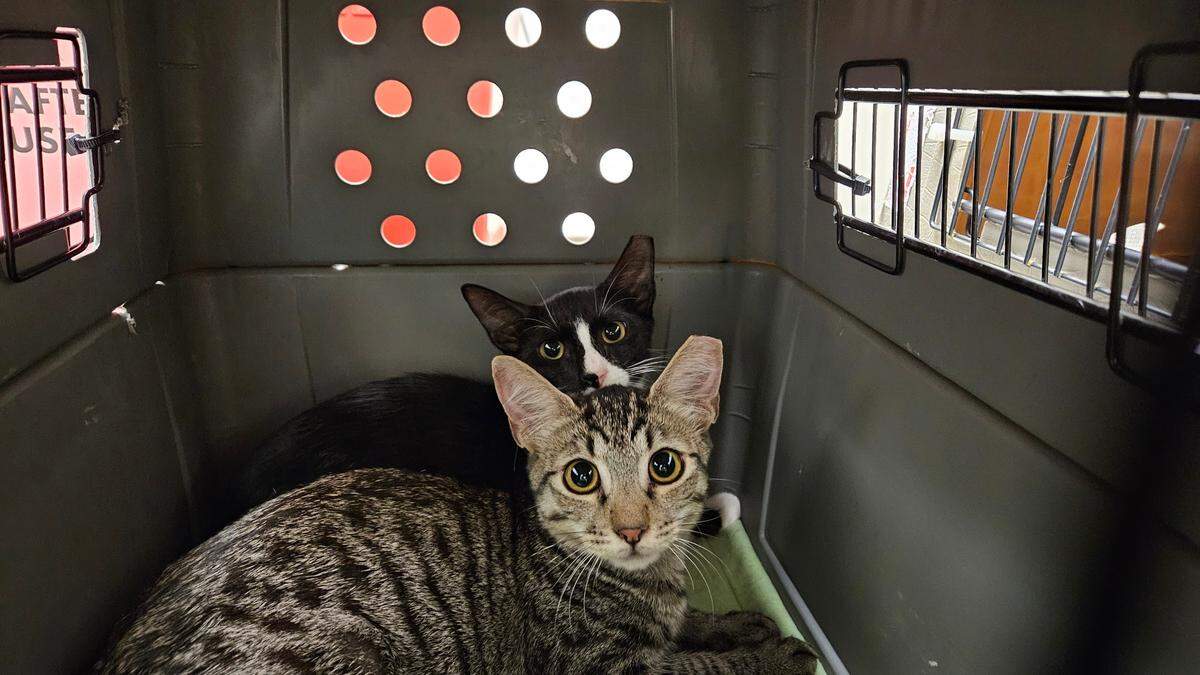 Seventeen cats were transferred from the Good Cat Network in Maui to Seattle Humane in Washington and are up for adoption.