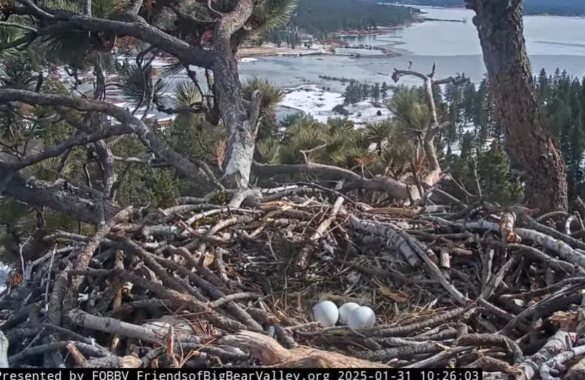 The three eggs are pictured Jan. 31.