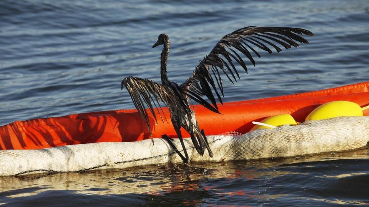 An oil-drenched bird struggles to climb onto a boom from the waters of Barataria Bay, Louisiana, which in 2010 were filled with oil from the BP Deepwater Horizon oil spill.