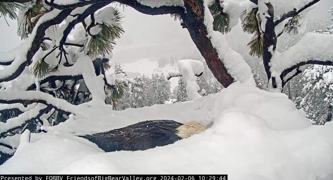 Bald eagle Jackie is seen burrowing her face into the snow-covered nest Feb. 6 in Big Bear, California.