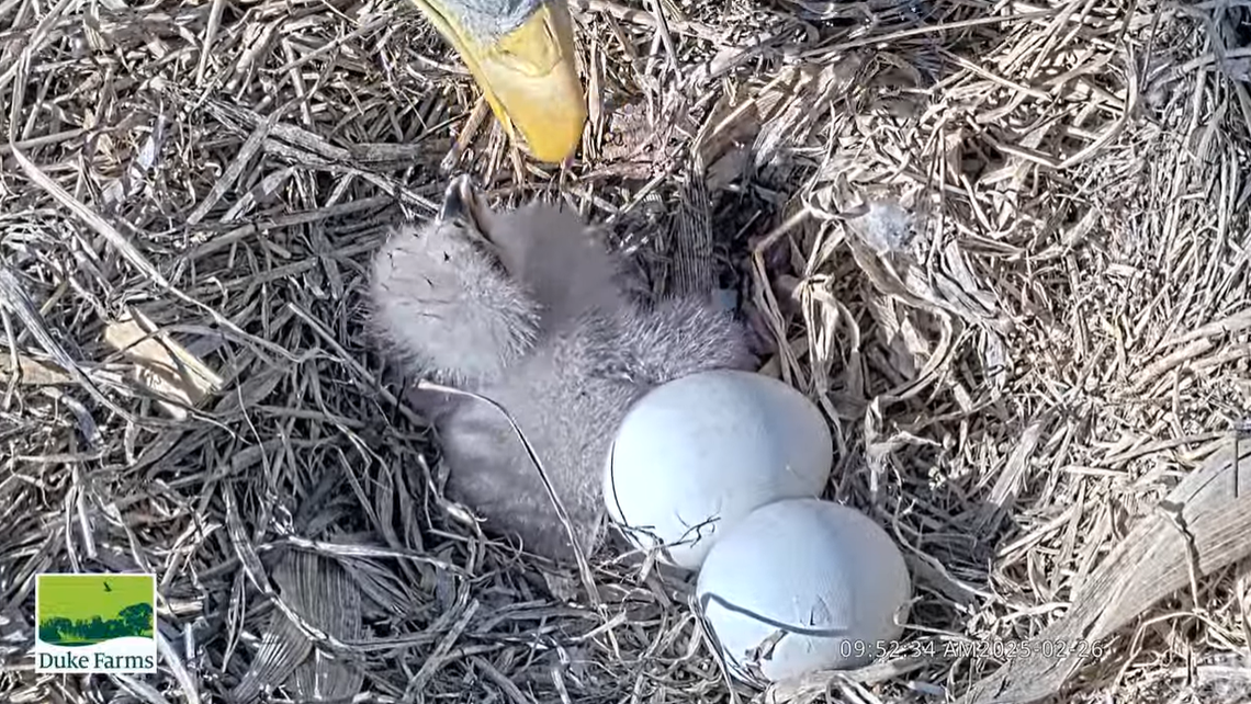 The first chick is seen being fed Feb. 26.