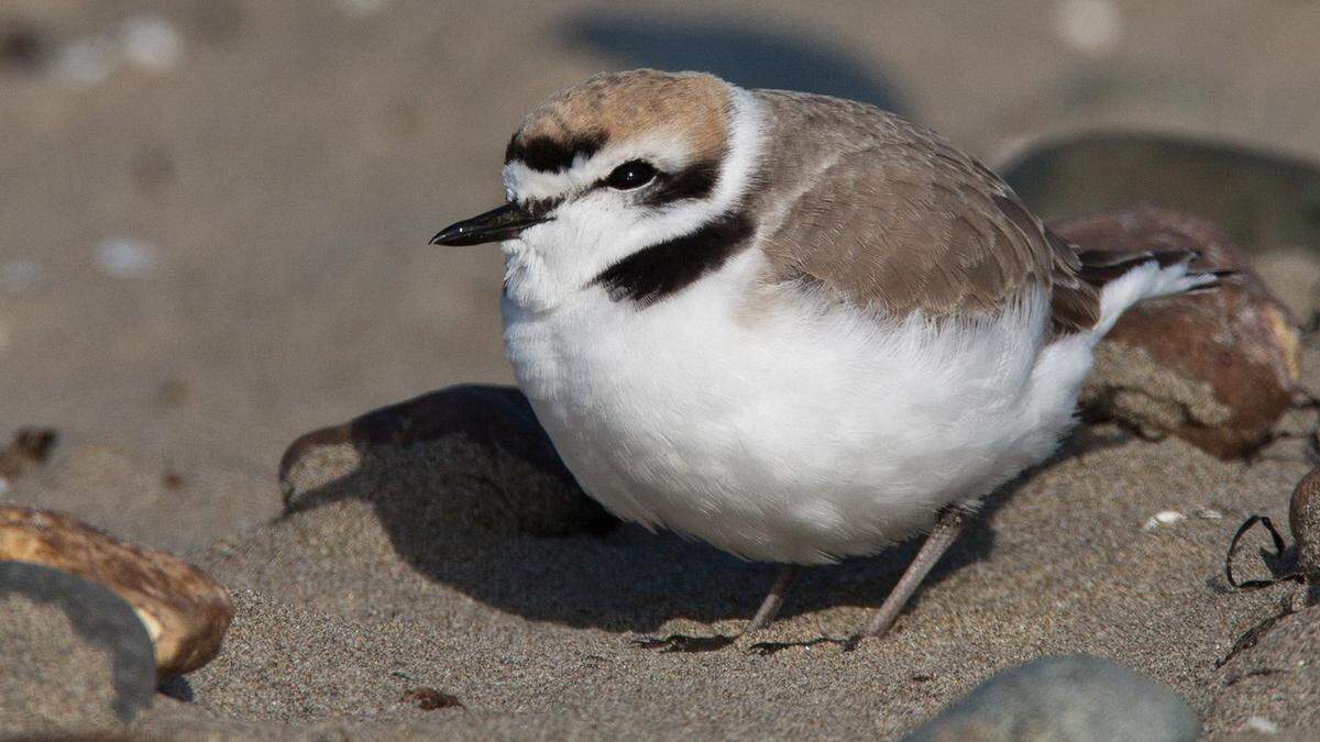 This photo shows a western snowy plover.