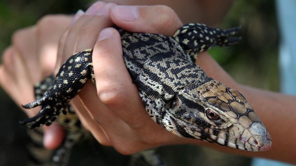 
University of Florida wildlife biologist Lindsey Garner holds an Argentine tegu trapped in the southern Everglades. Biologists fear the number of invasive reptiles is increasing and may threaten native wildlife.
