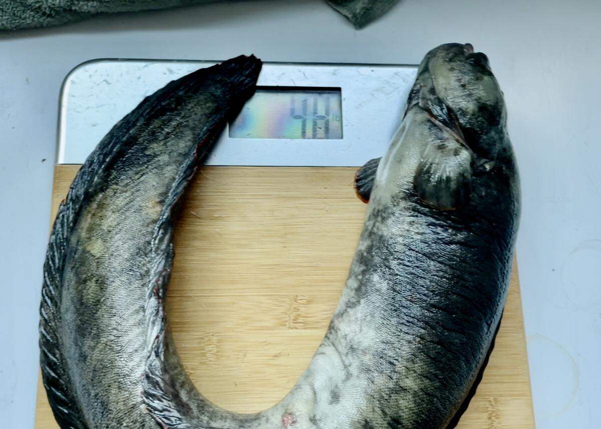 A monkeyface prickleback weighing 4.8 pounds is pictured.
