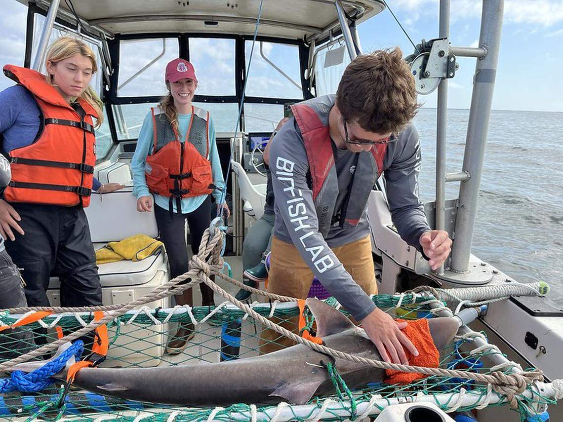 From left, Lauren Horstmyer, Maddie English and Ethan Personius seen with a soupfin shark in the Salish Sea.