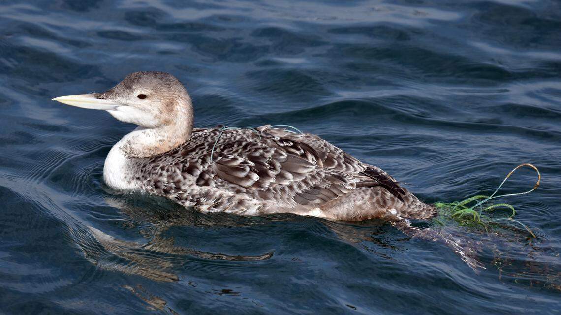 A yellow-billed loon was found entangled in fishing line Jan. 19 near the Cabrillo Beach Pier in San Pedro, California, a nonprofit said.