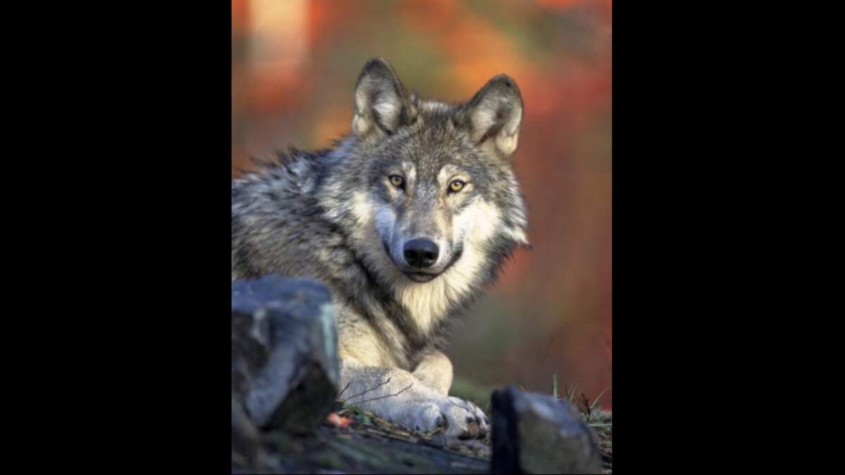 A gray wolf is pictured.