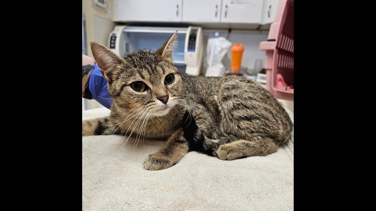 Sock Hop was adopted three weeks after she came into the Washington shelter sick and struggling.