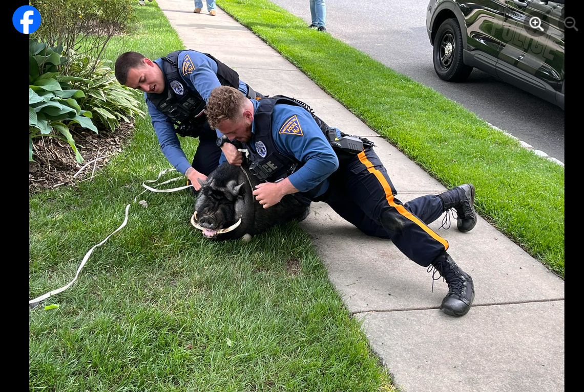 It took two officers to wrangle a 200-pound pot-bellied pig after it escaped from a New Jersey farm.