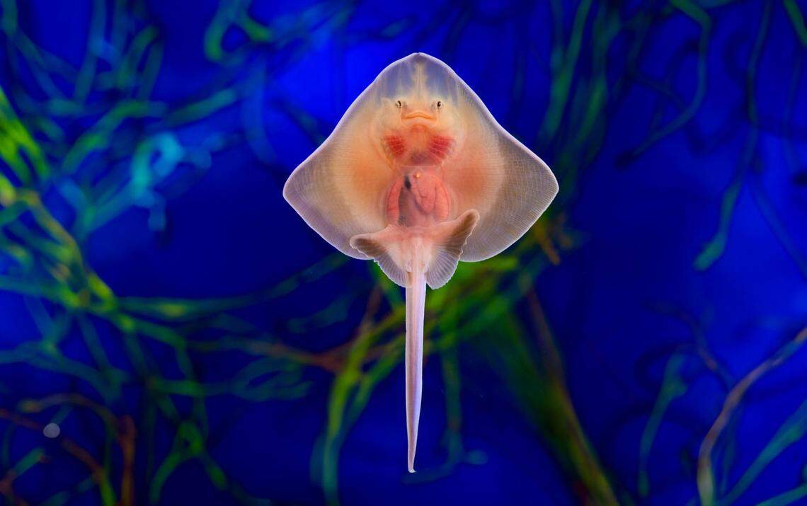 A baby big skate is shown in this photo after hatching at the aquarium in San Diego this week.