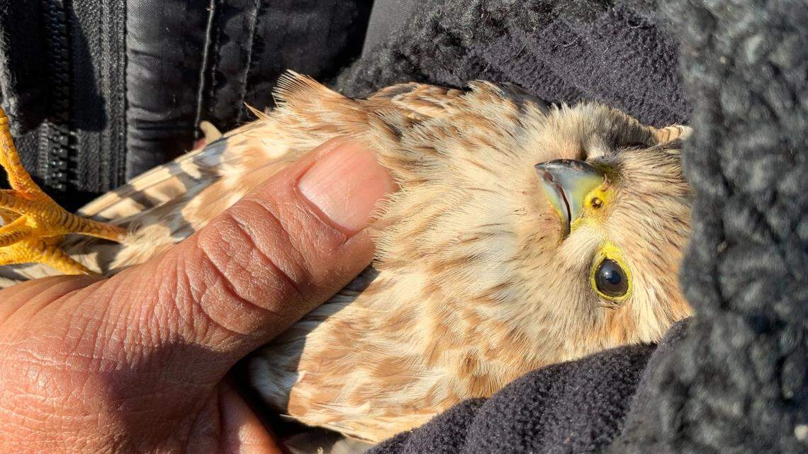 An injured hawk was rescued after being struck by a vehicle Dec. 28 in Salt Lake City.