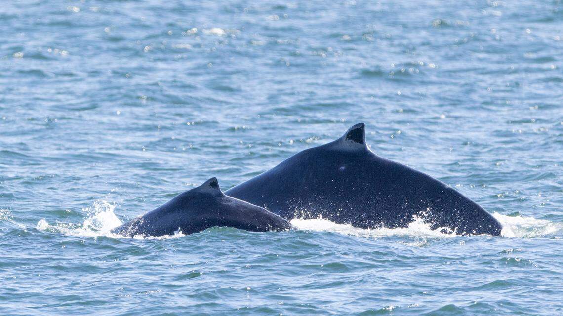 Black Pearl and her calf are seen in this photo.