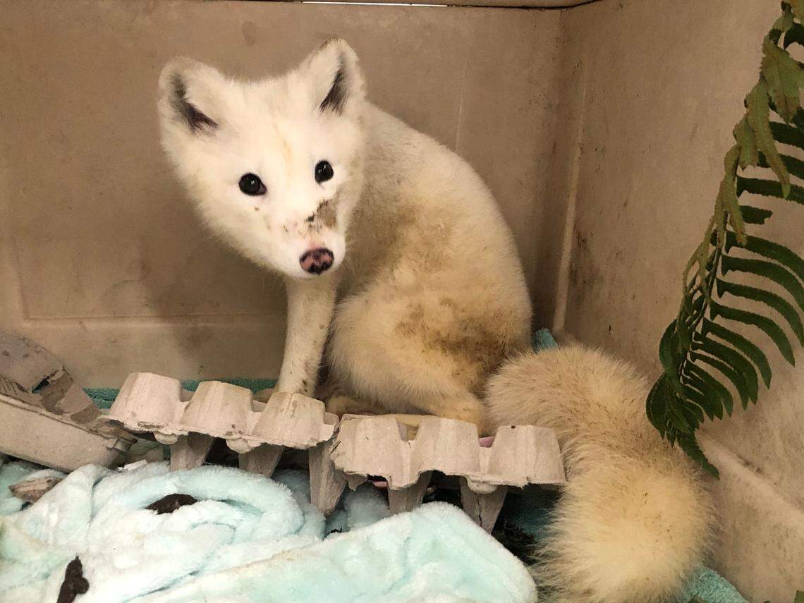 An Arctic fox was rescued in Oregon.