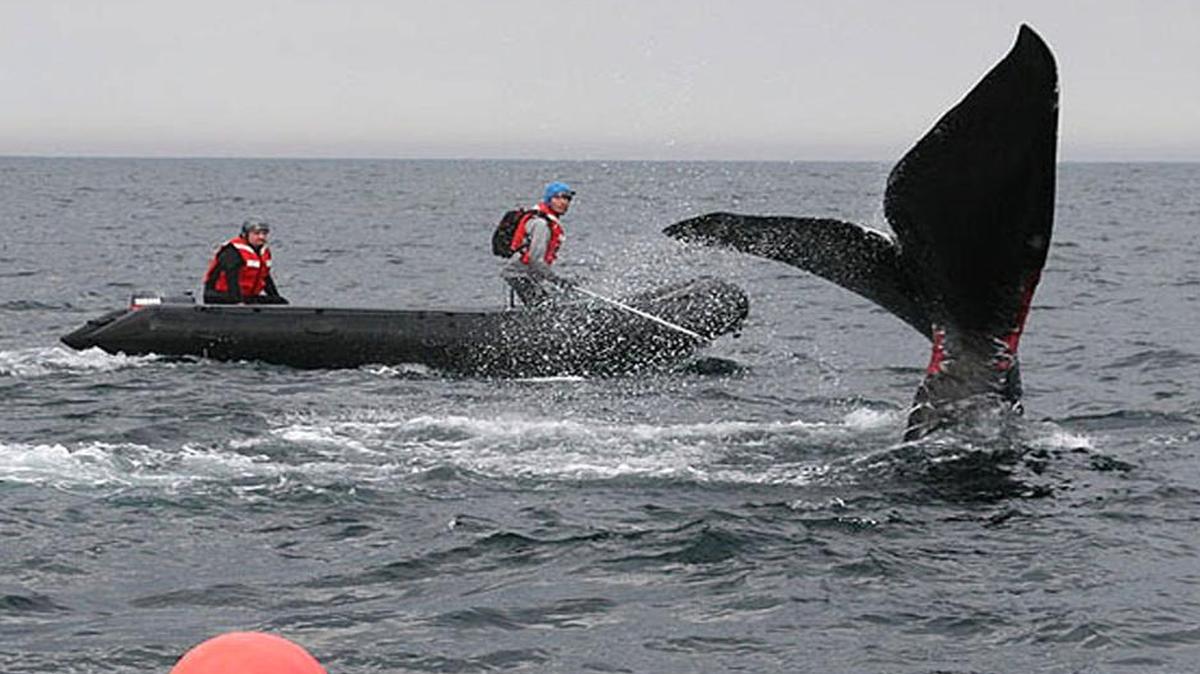 
A young right whale off the South Carolina coast on Jan 4, 2005. Seismic surveys are on hold while the U.S. Fish and Wildlife Service weighs the risks to endangered whales and other marine life.
